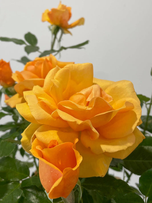Golden Beauty Rose