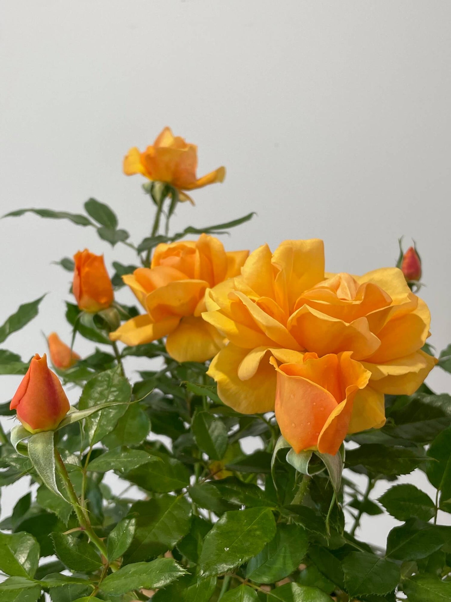 Golden Beauty Rose