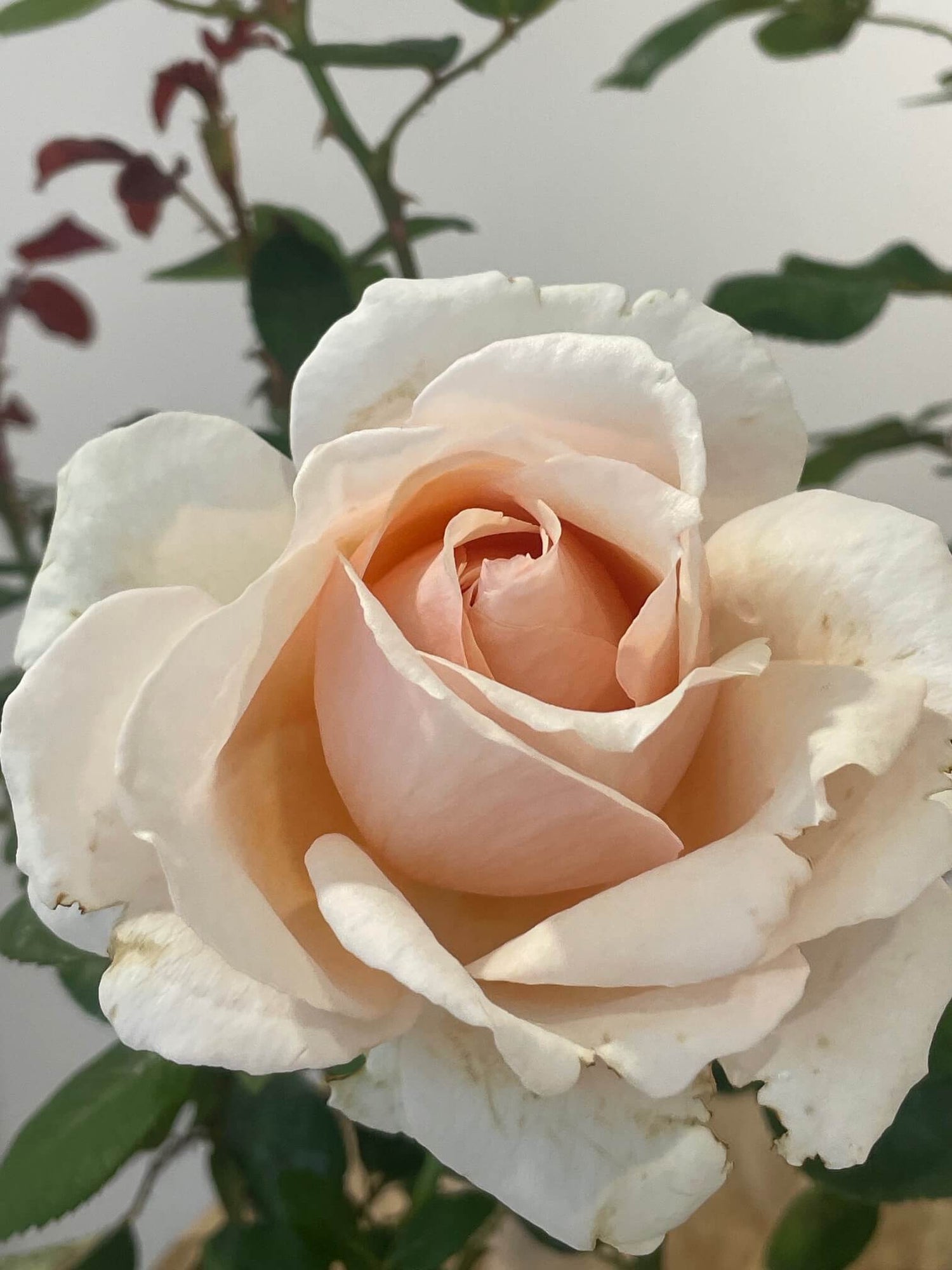 Shirley's Rose
