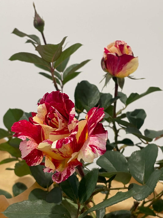 Maurice Utrillo™ Rose