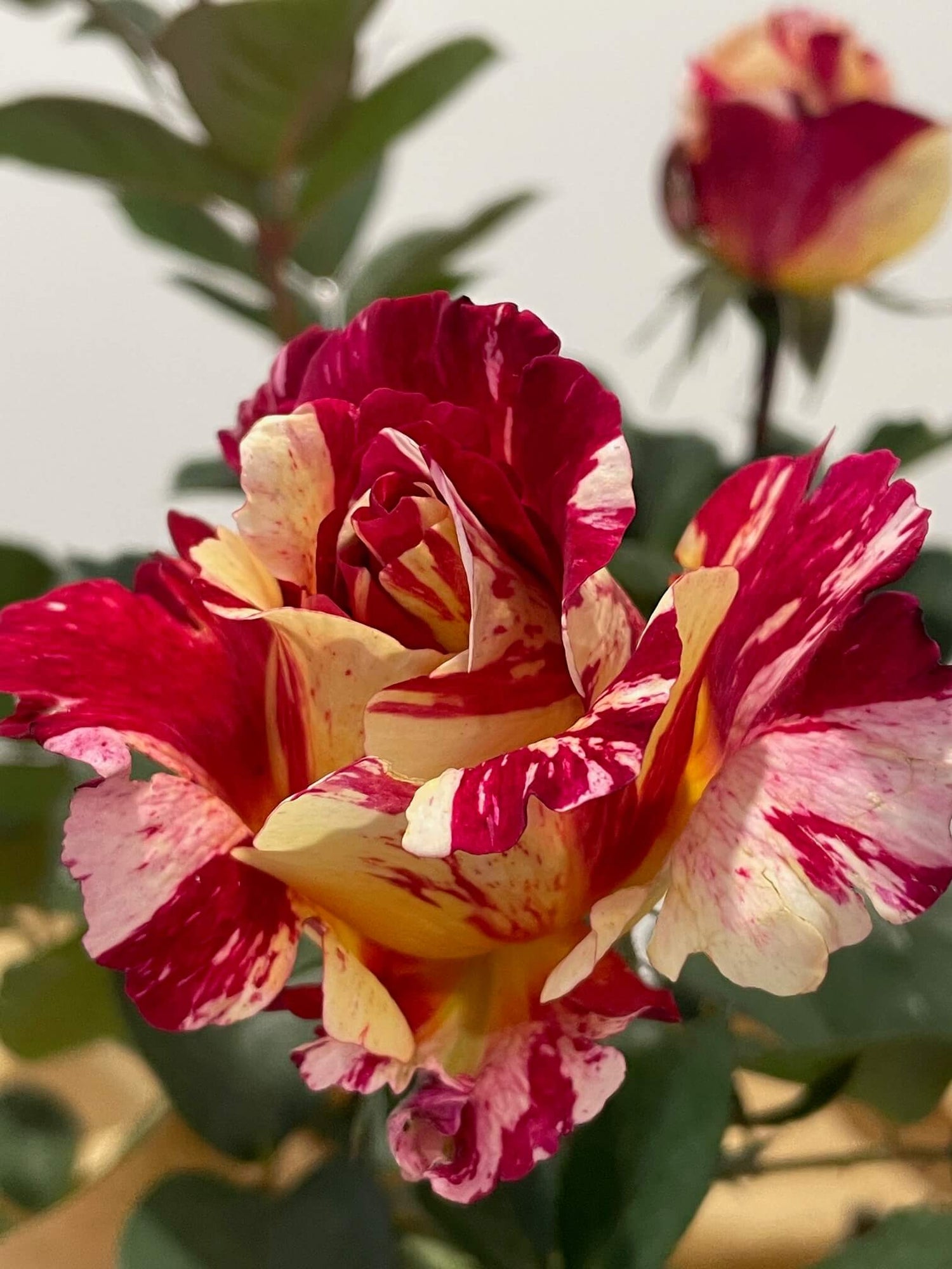 Maurice Utrillo™ Rose