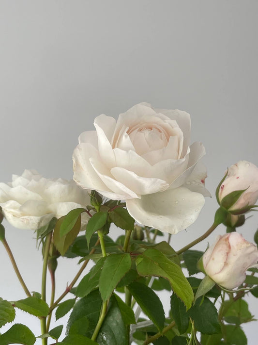 Guardian Angel Rose