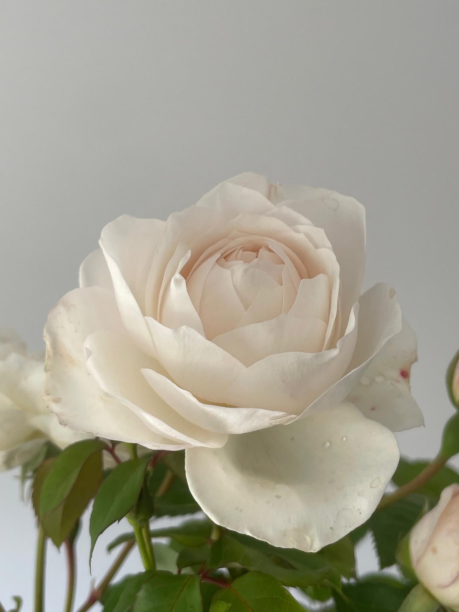 Guardian Angel Rose