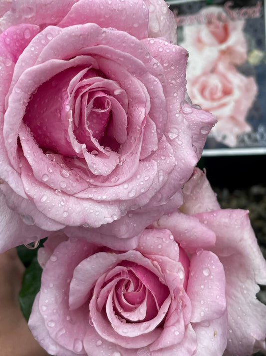 A Rose Called Heaven Scent