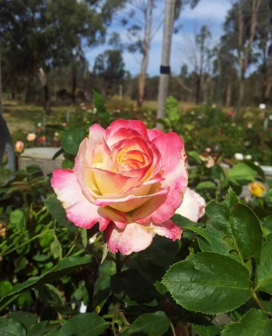 A Love That Began in the Garden