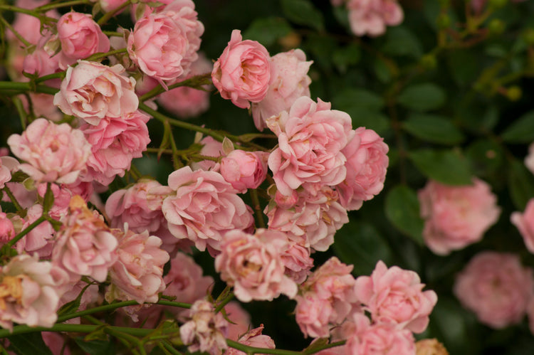 A Rose To Remember