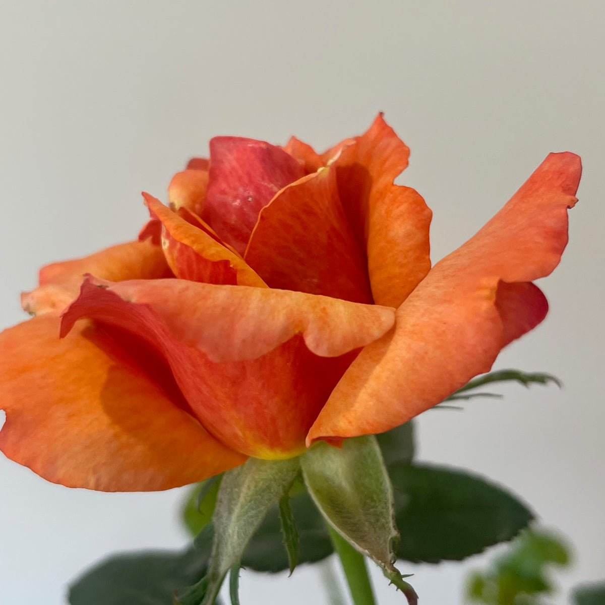 Remember Me Rose
