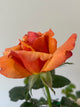 Remember Me Rose