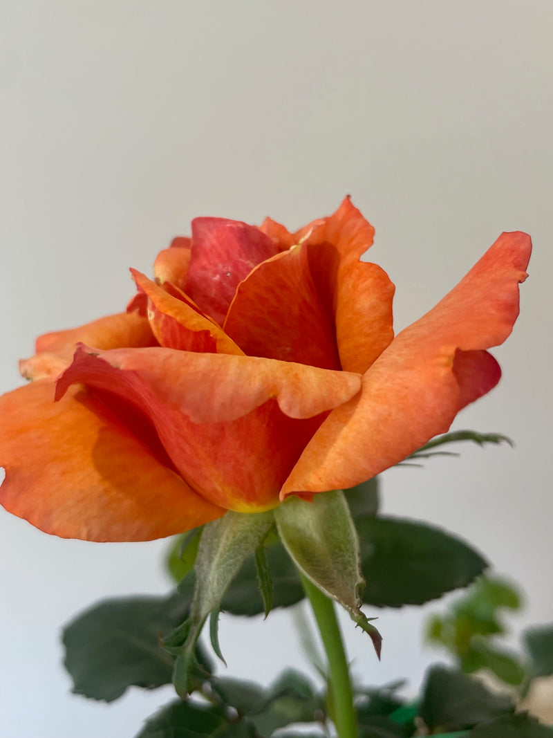 Remember Me Rose