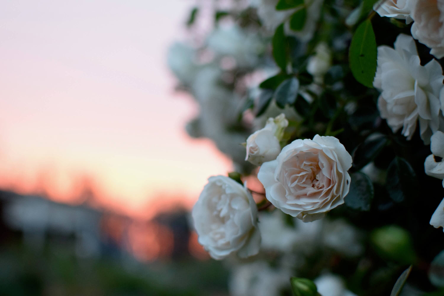 White roseswith a blurred sunset background.