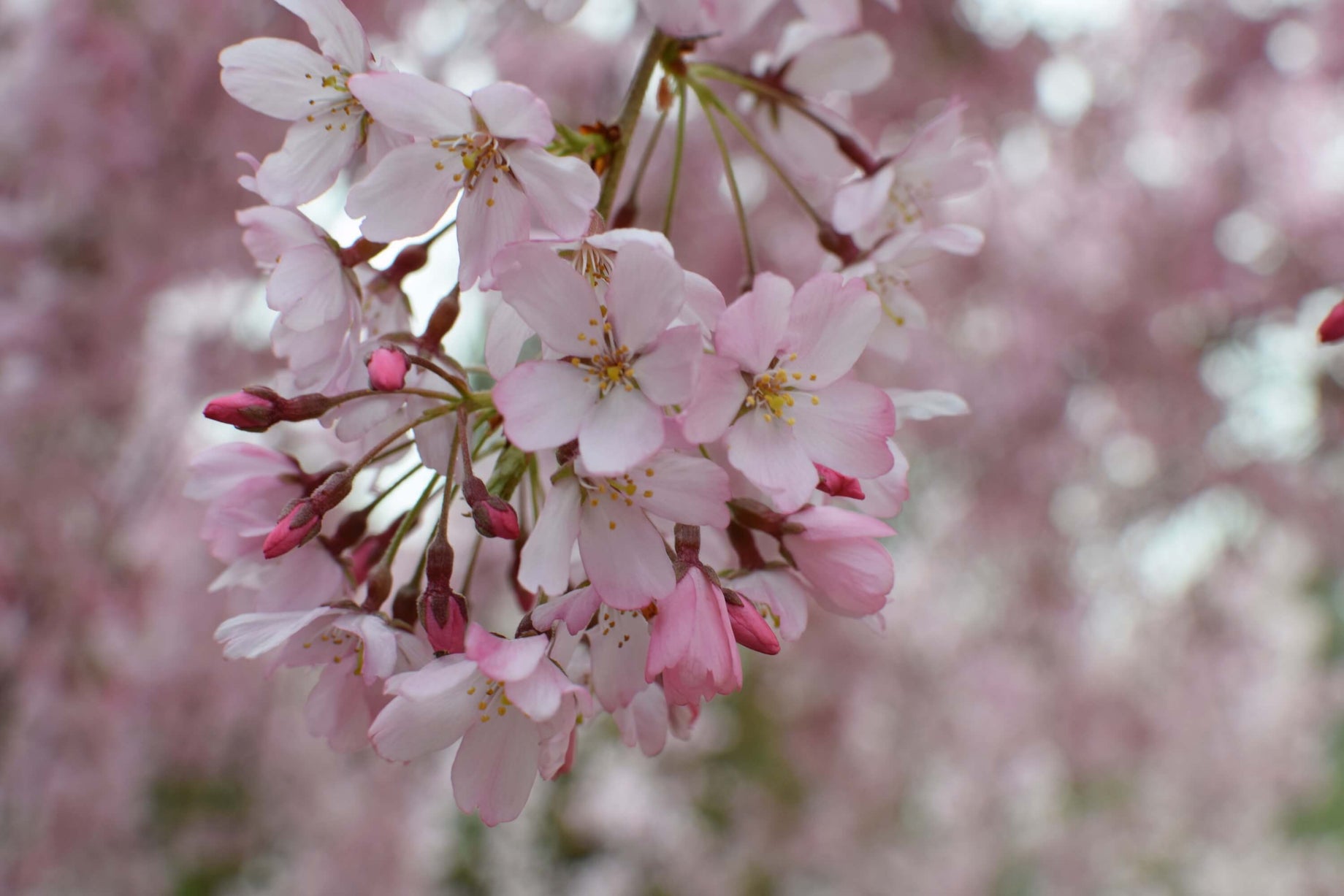 Close-up of pink crab-apple tree blossoms with a blurred background