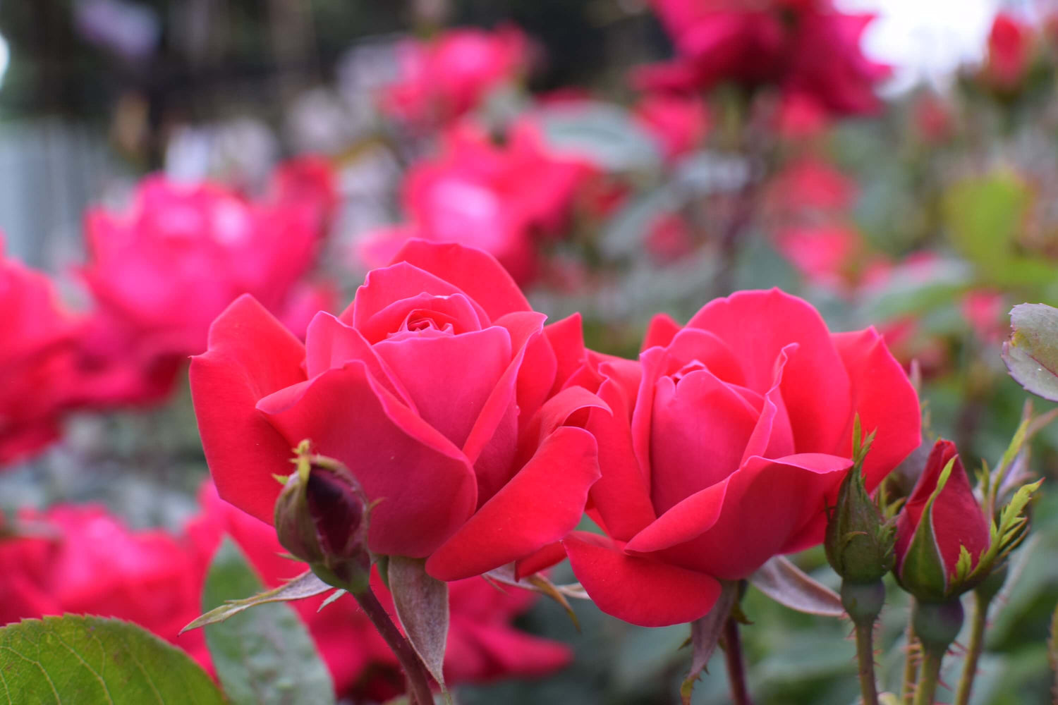 Close-up of vibrant pink roses with a blurred garden background