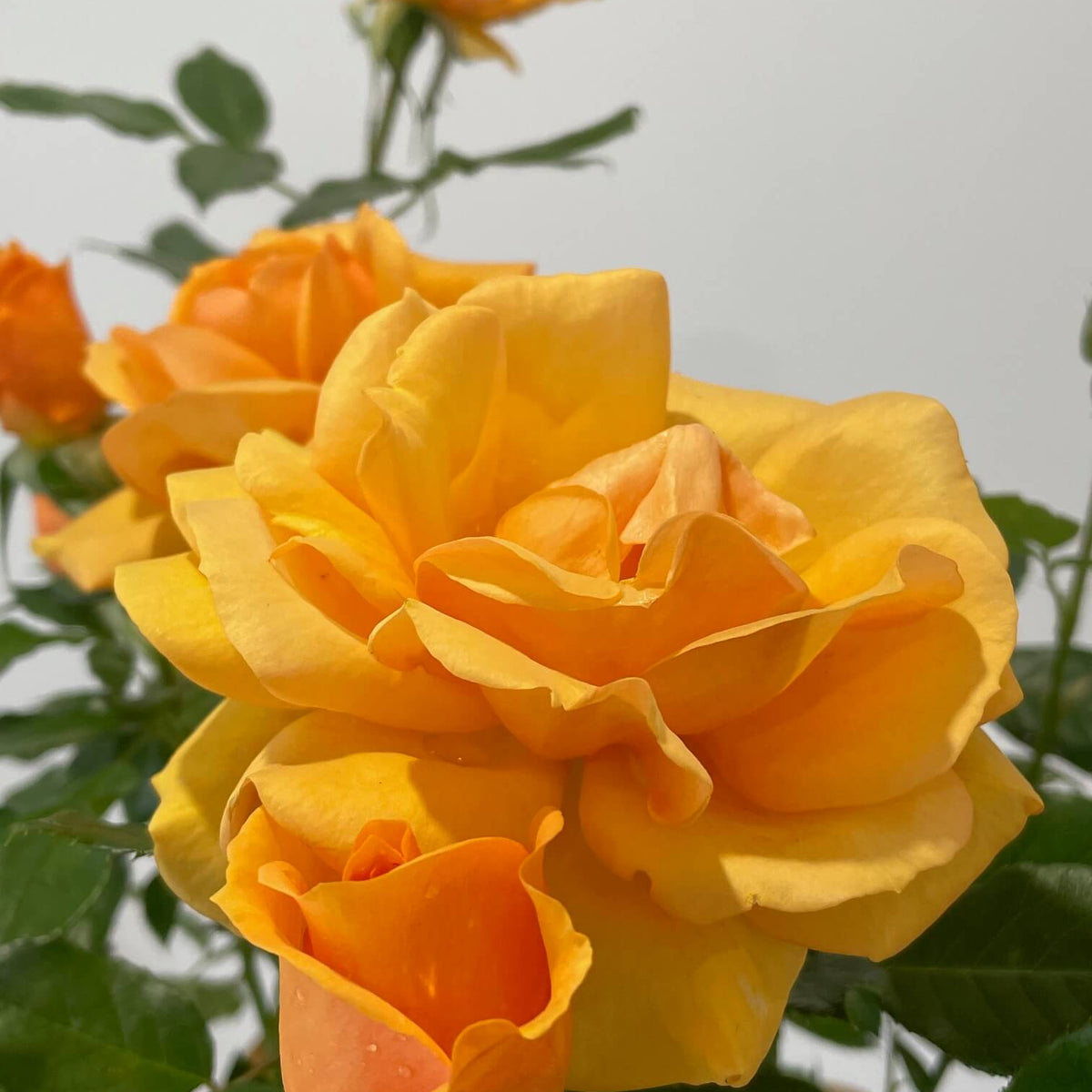 Golden Beauty Rose