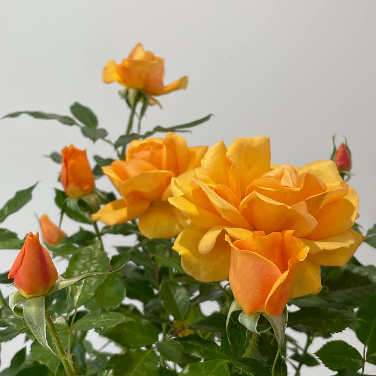 Golden Beauty Rose
