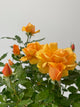 Golden Beauty Rose