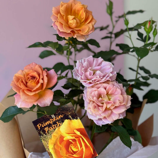 Pumpkin Patch Rose