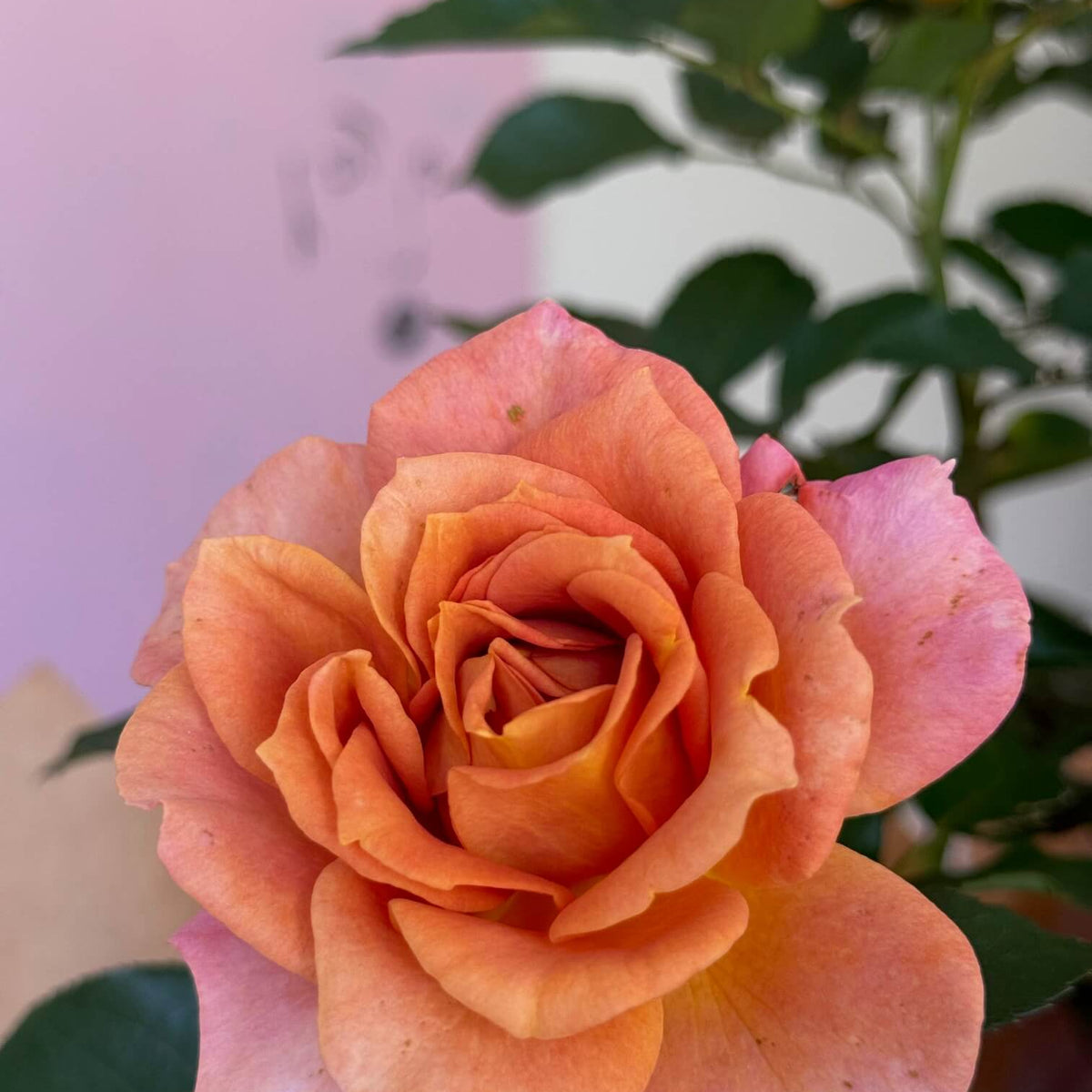Pumpkin Patch Rose