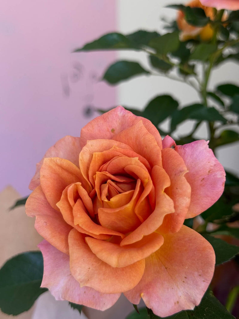 Pumpkin Patch Rose