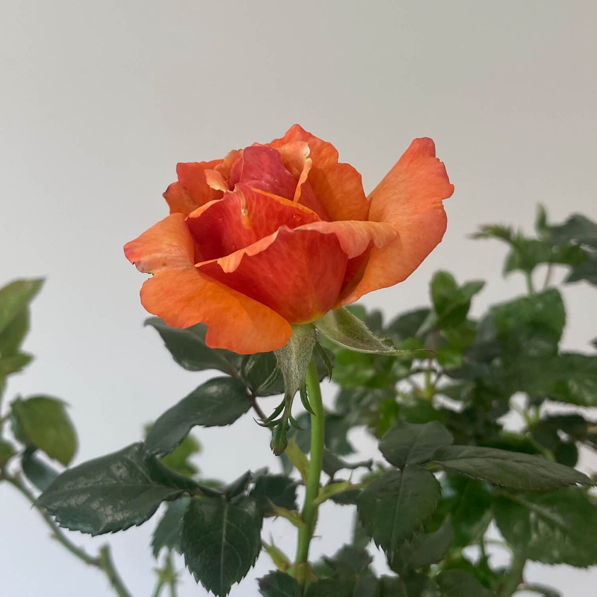 Remember Me Rose
