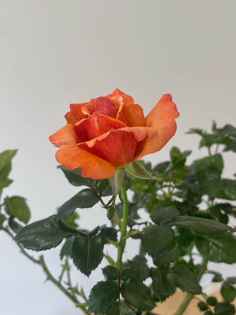 Remember Me Rose