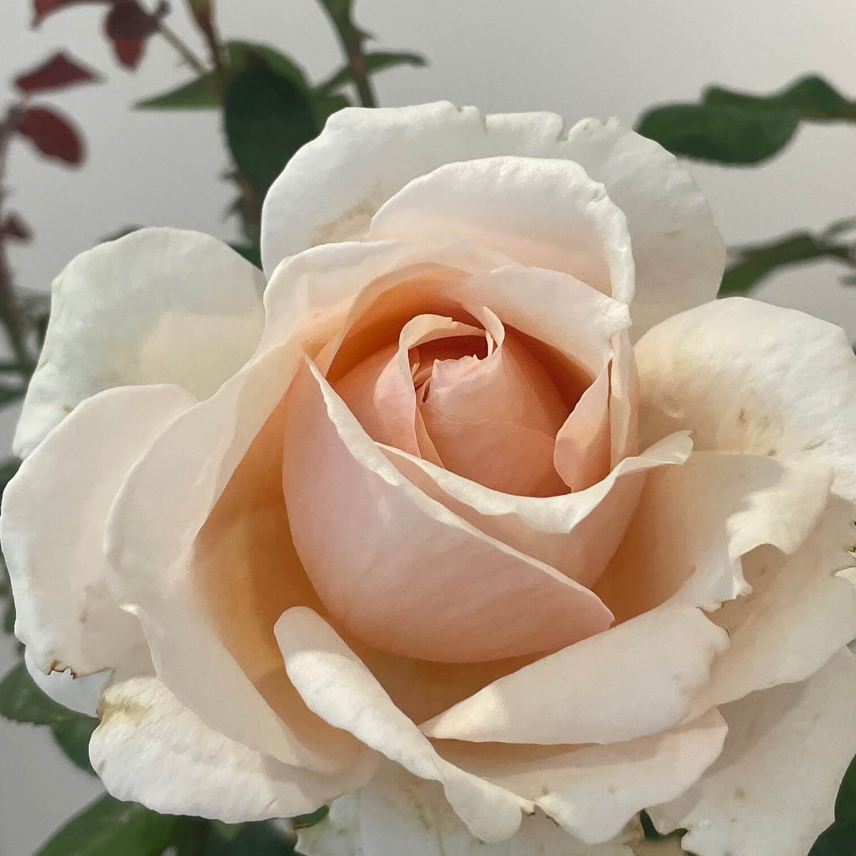 Shirley's Rose