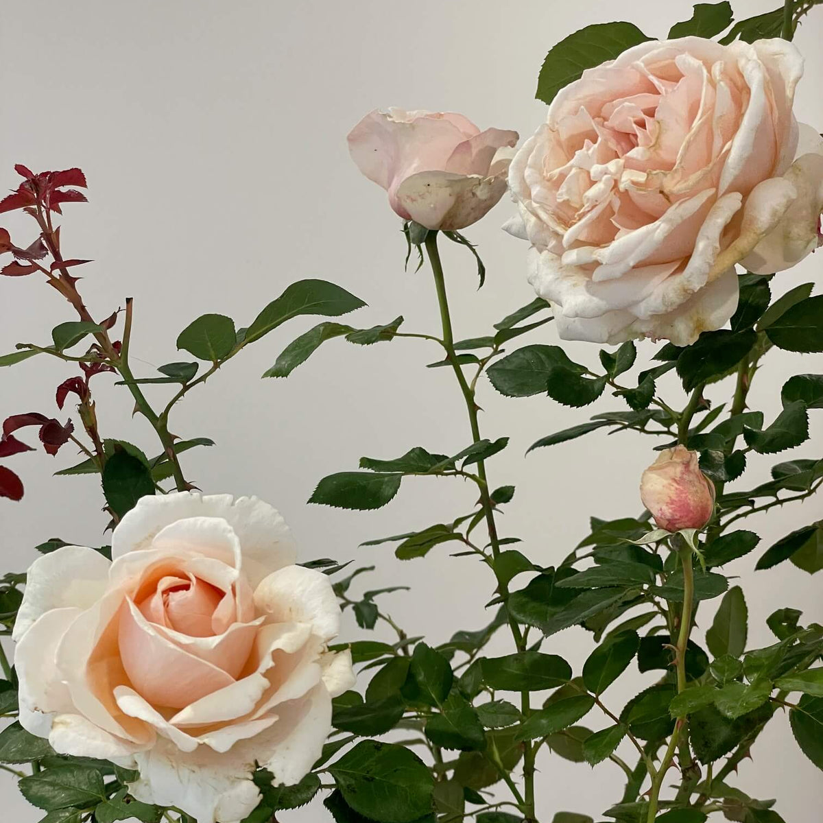 Shirley's Rose