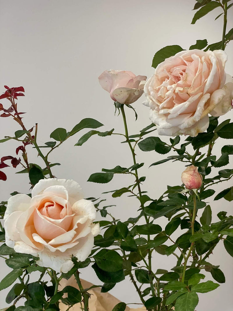 Shirley's Rose