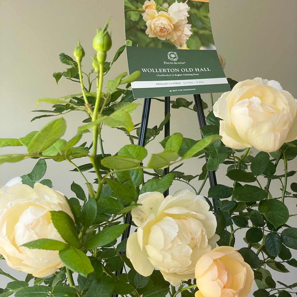 Wollerton Old Hall Rose