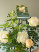 Wollerton Old Hall Rose