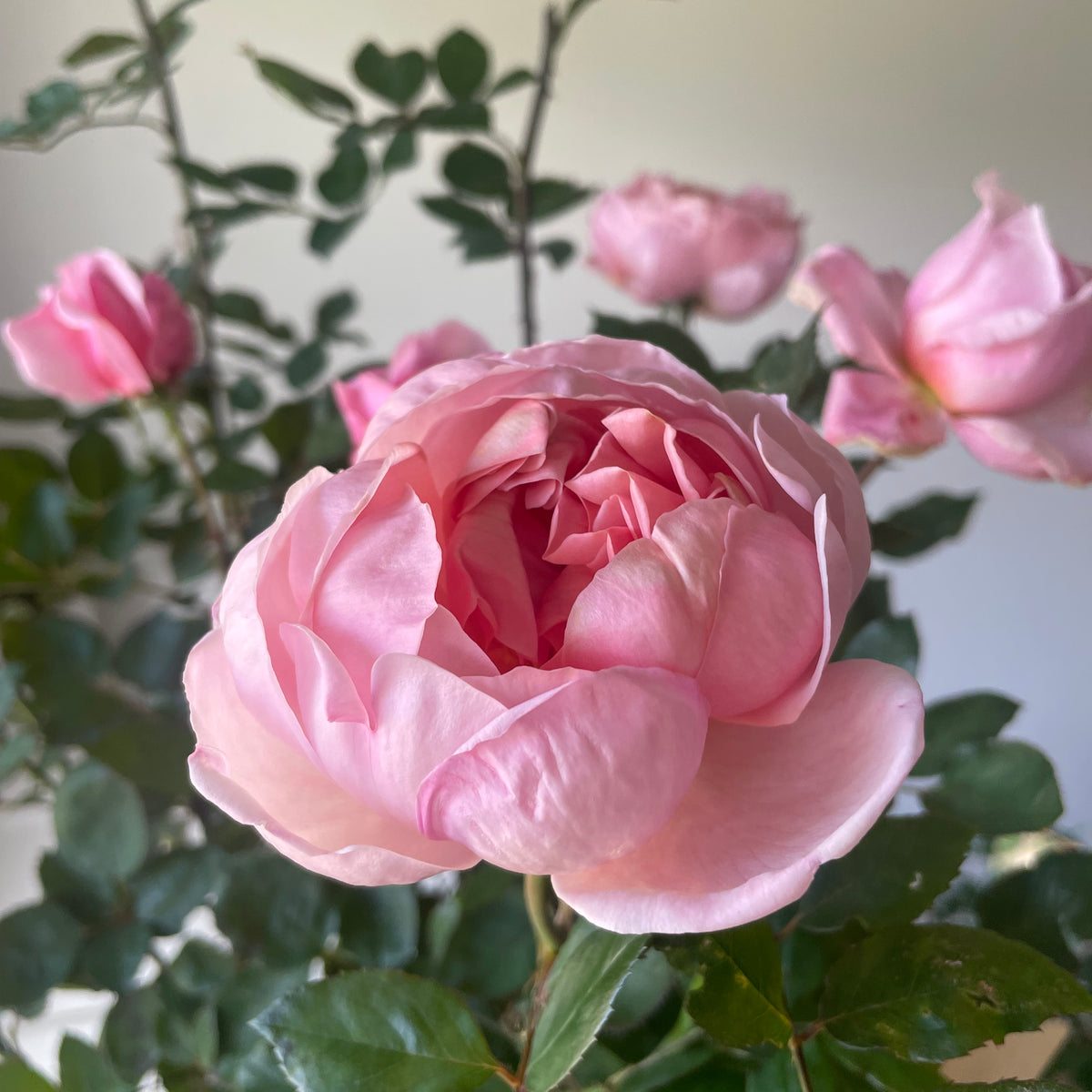 Brother Cadfael Rose