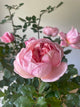 Brother Cadfael Rose