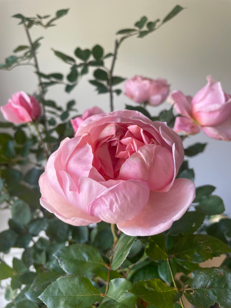 Brother Cadfael Rose
