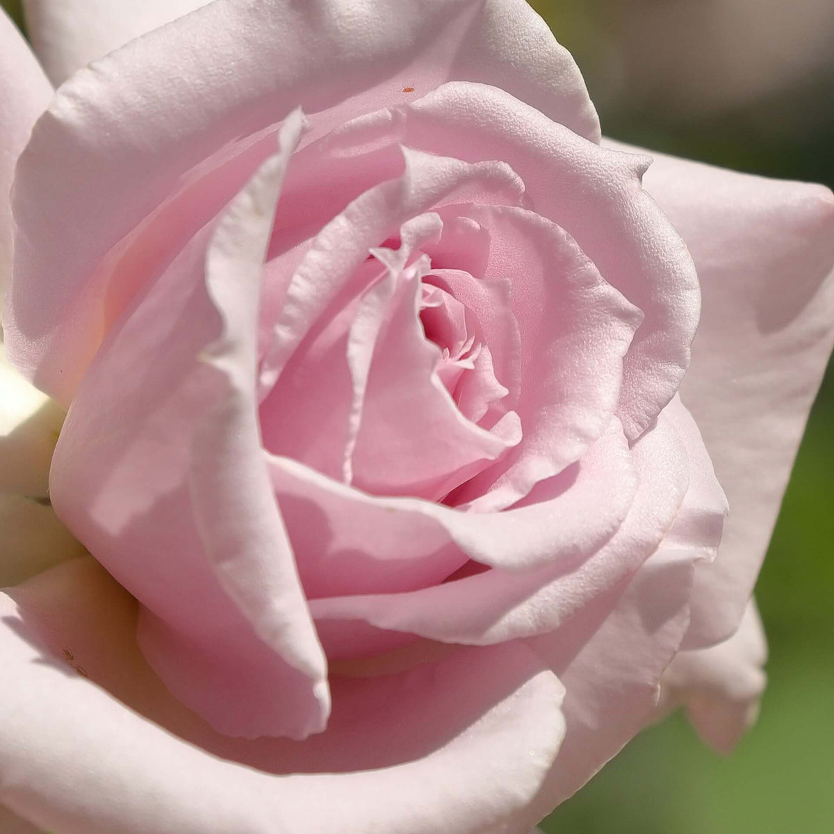 Heaven Scent Rose