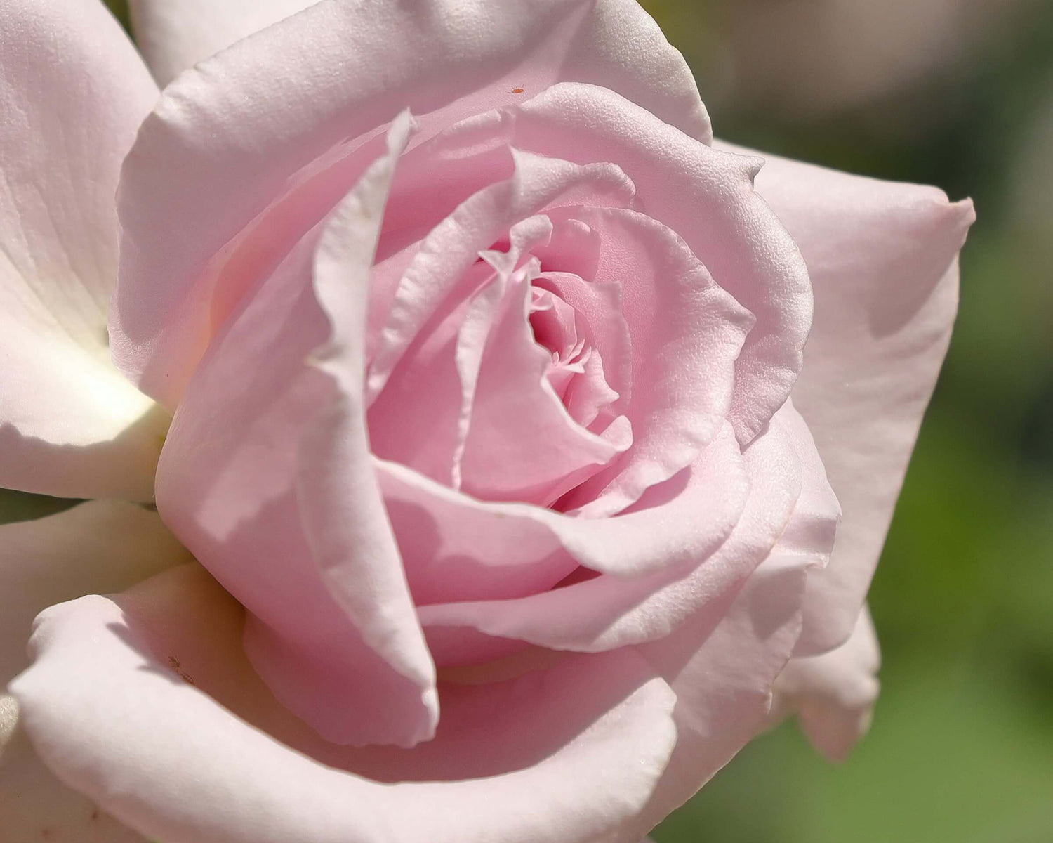 Heaven Scent Rose