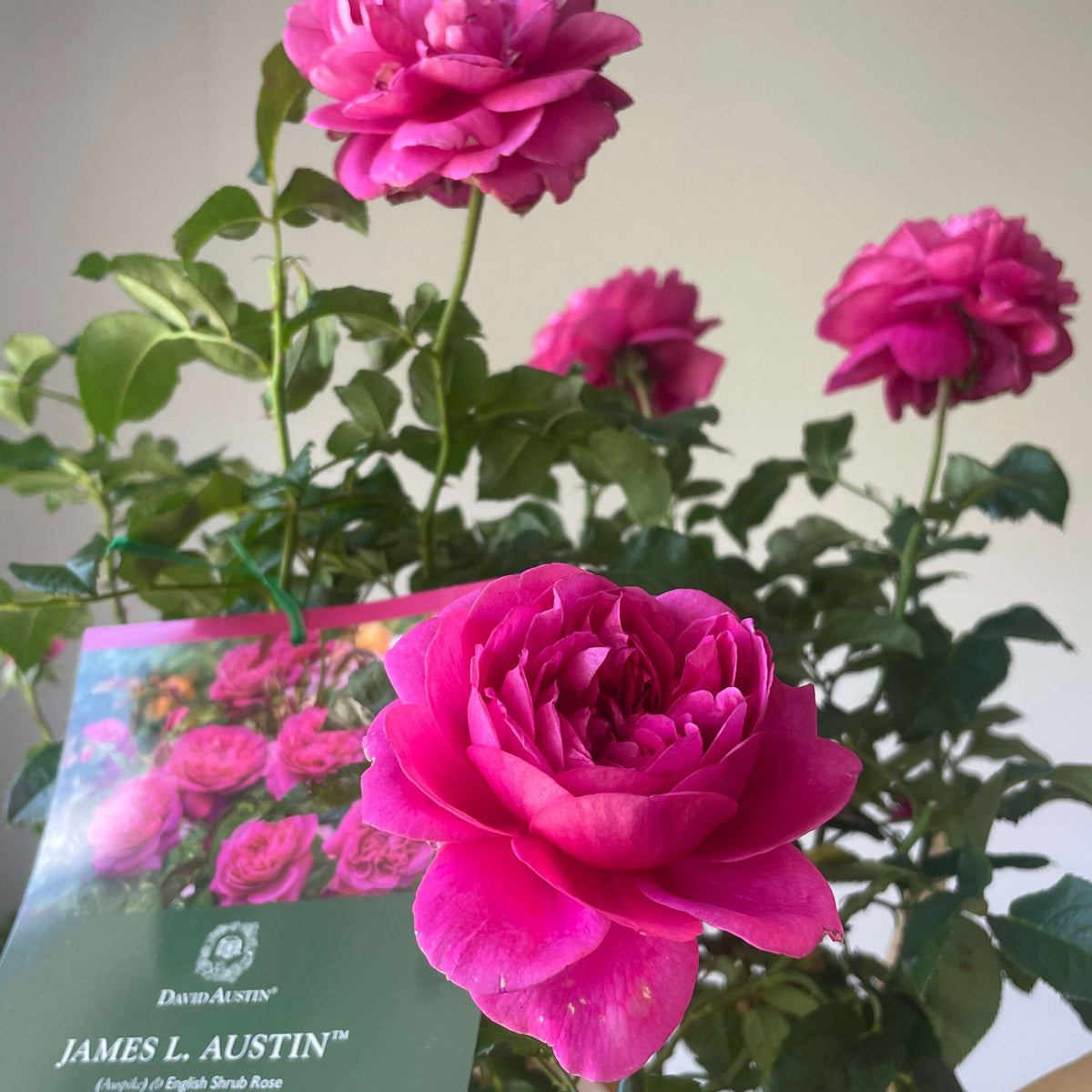 James L. Austin Rose