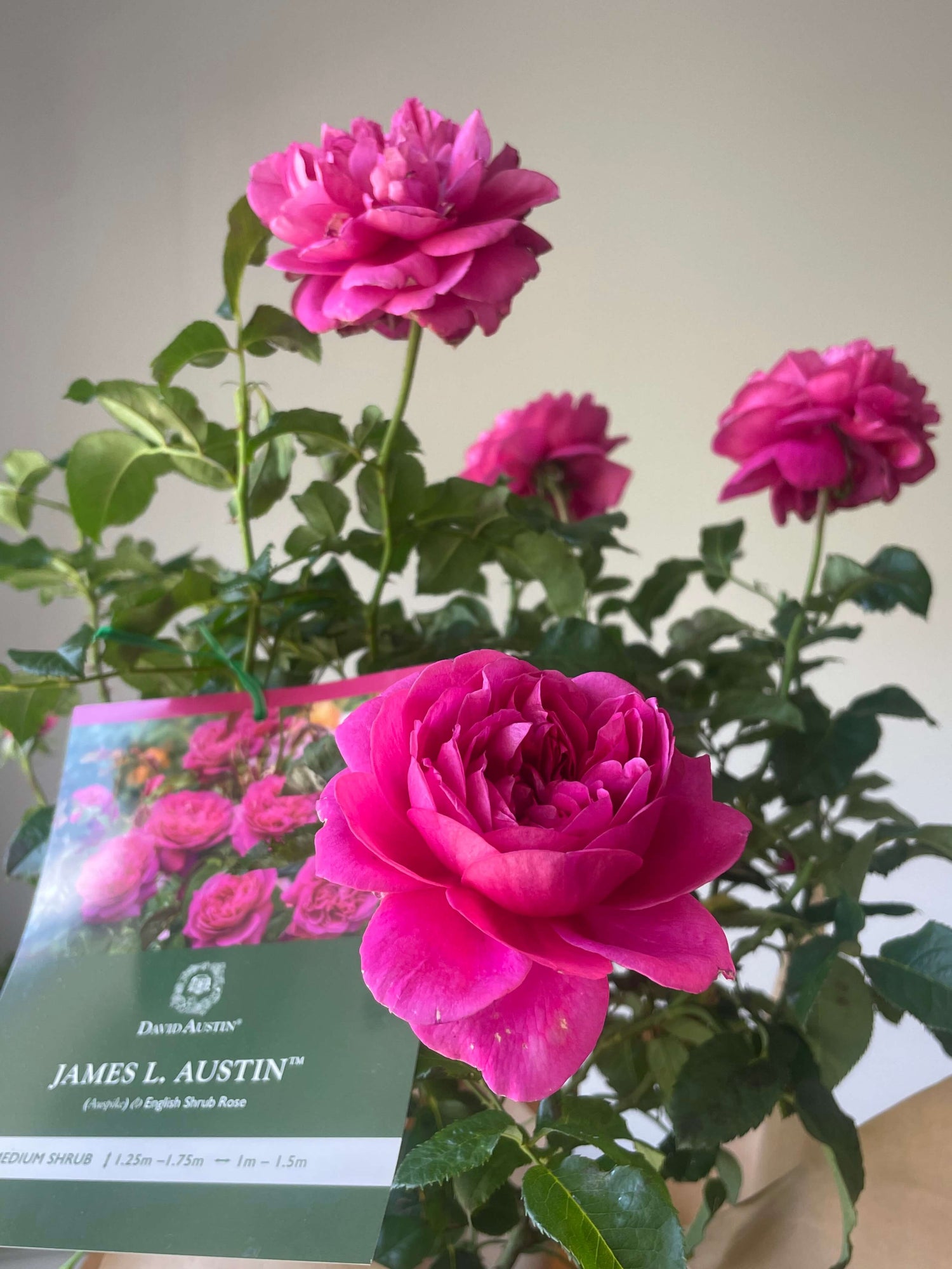 James L. Austin Rose