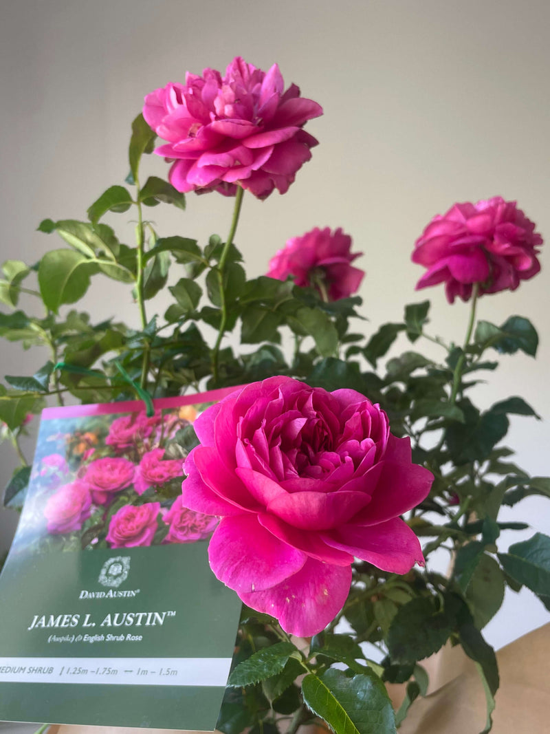 James L. Austin Rose