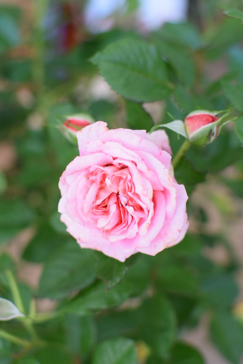 Love Affair Rose