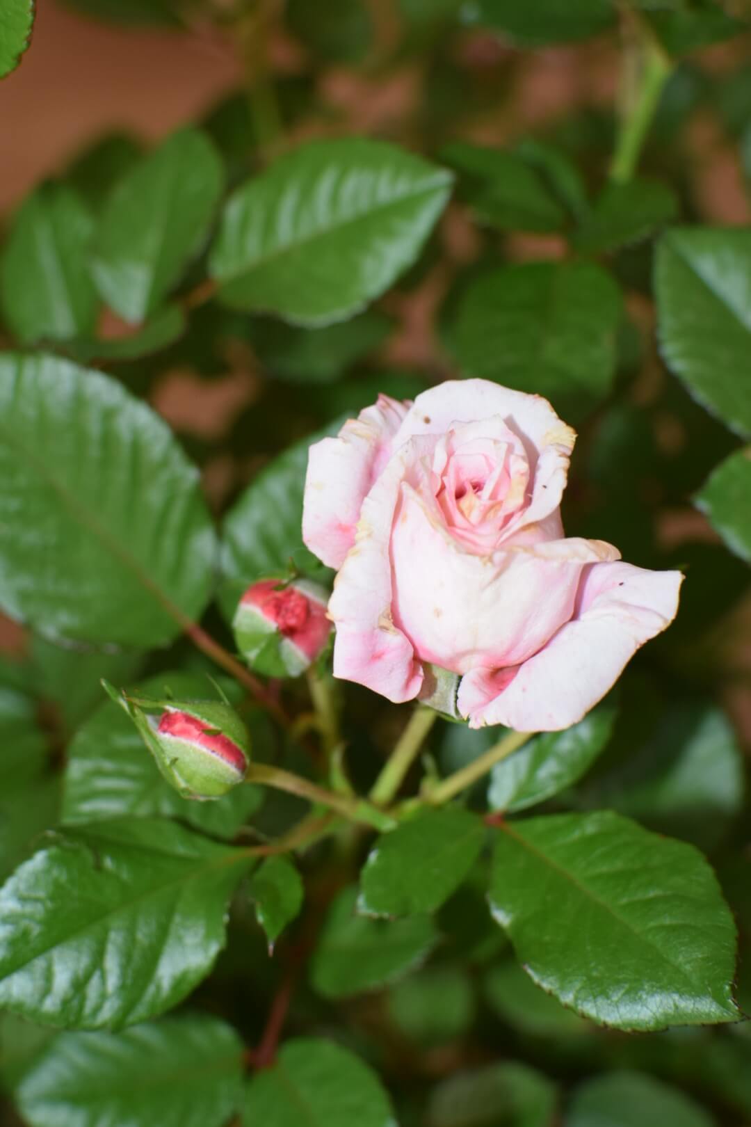 Love Affair Rose