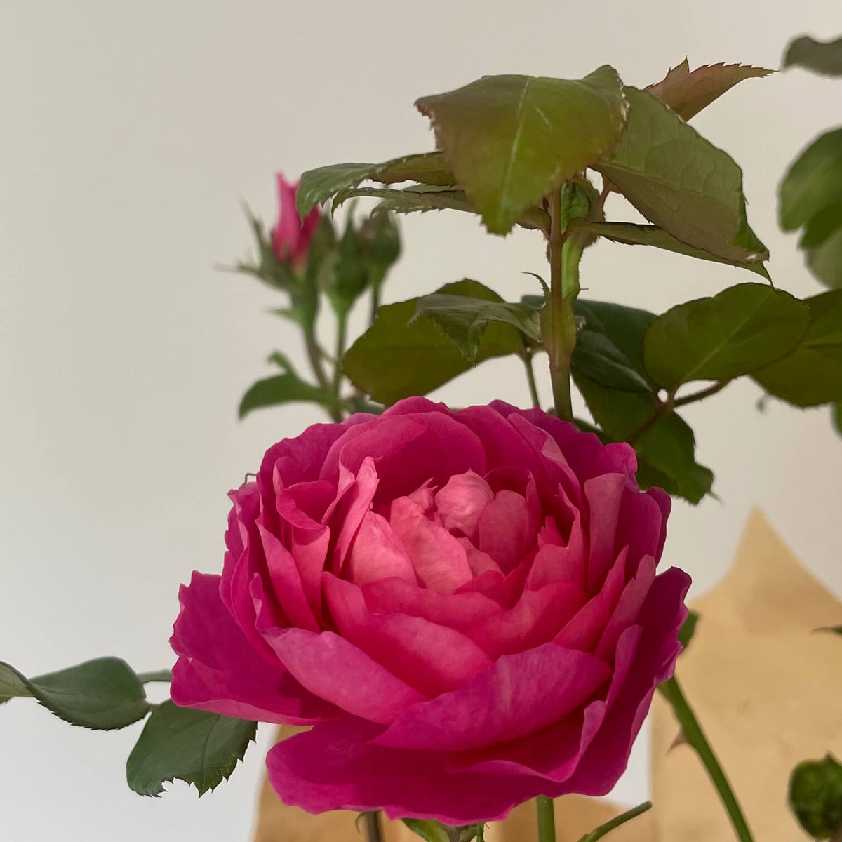 Madame Delbard Rose
