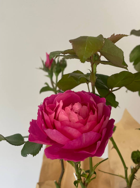 Madame Delbard Rose