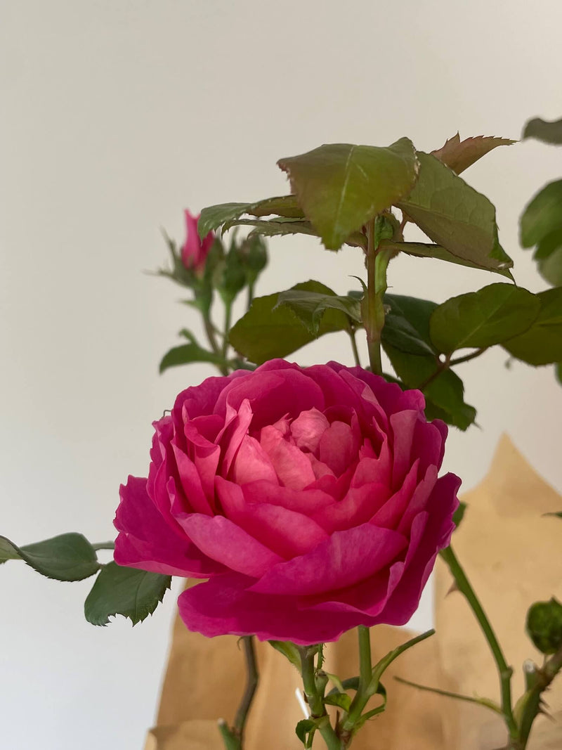 Madame Delbard Rose