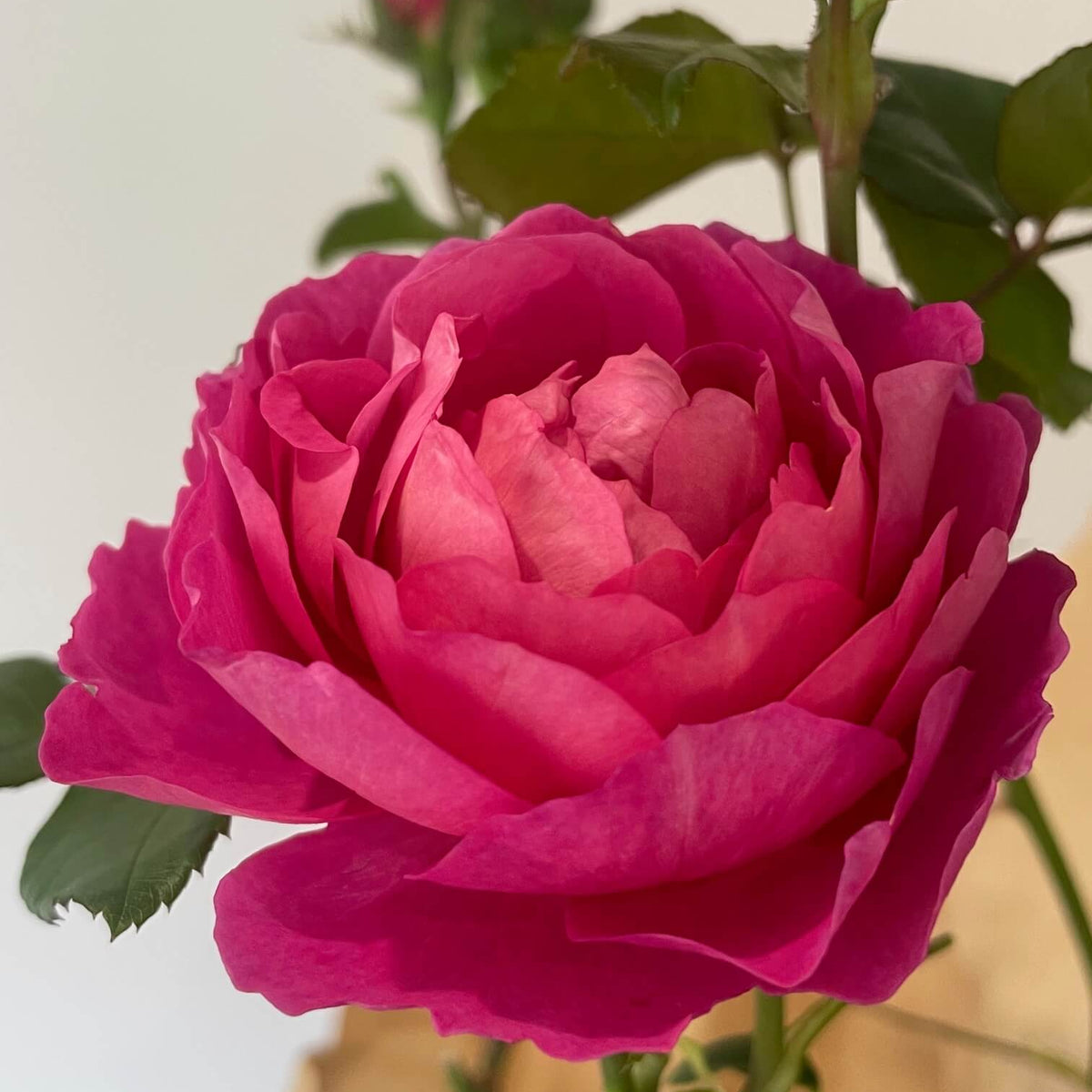 Madame Delbard Rose