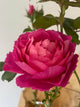 Madame Delbard Rose