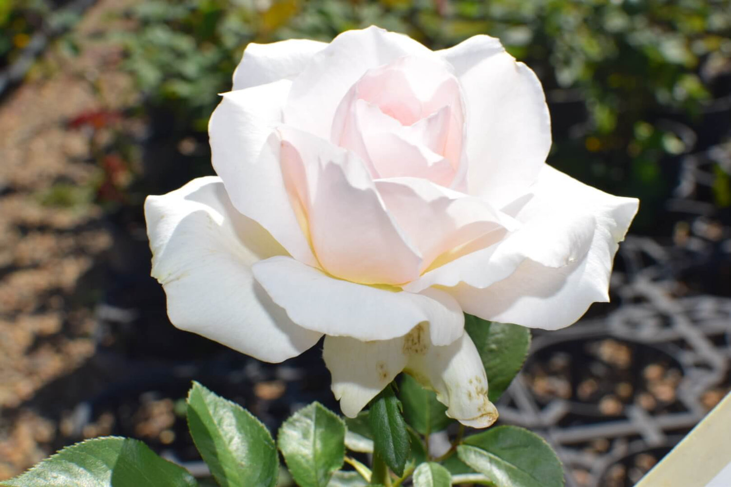 Mother's Love Rose