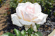 Mother's Love Rose