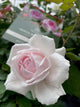 Olivia Rose Austin Rose