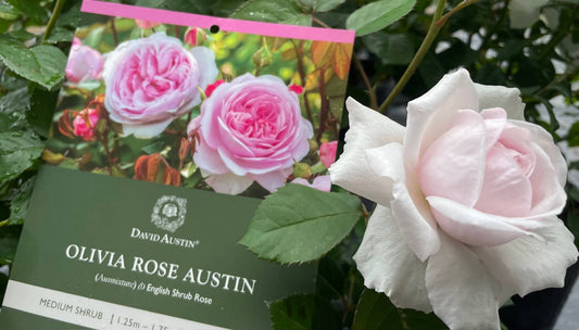 Olivia Rose Austin rose with packaging in the background