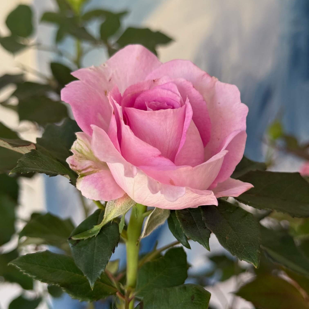 Raspberry Cupcake Rose