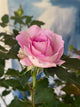 Raspberry Cupcake Rose